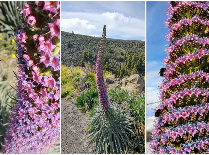 "¡Qué festín, qué festín!, 🐝 un banquete de postín..."  en la Caldera 🌺