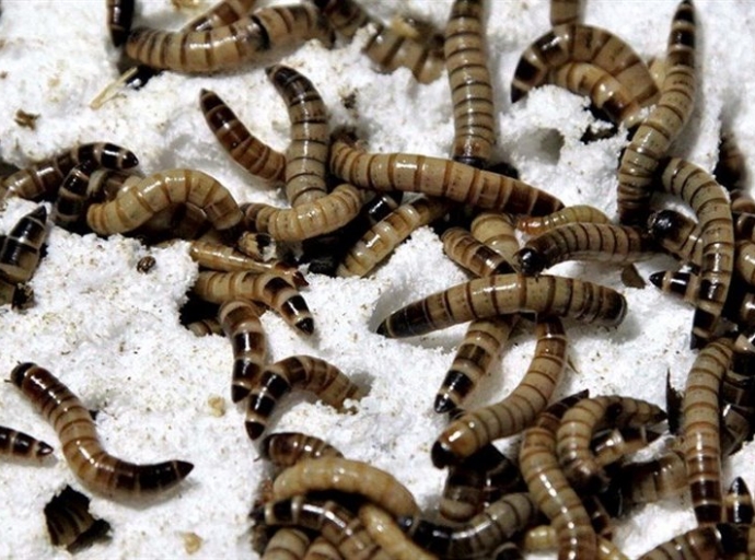 Gusanos 🐛 que 'comen' plástico: el futuro del reciclaje ♻️
