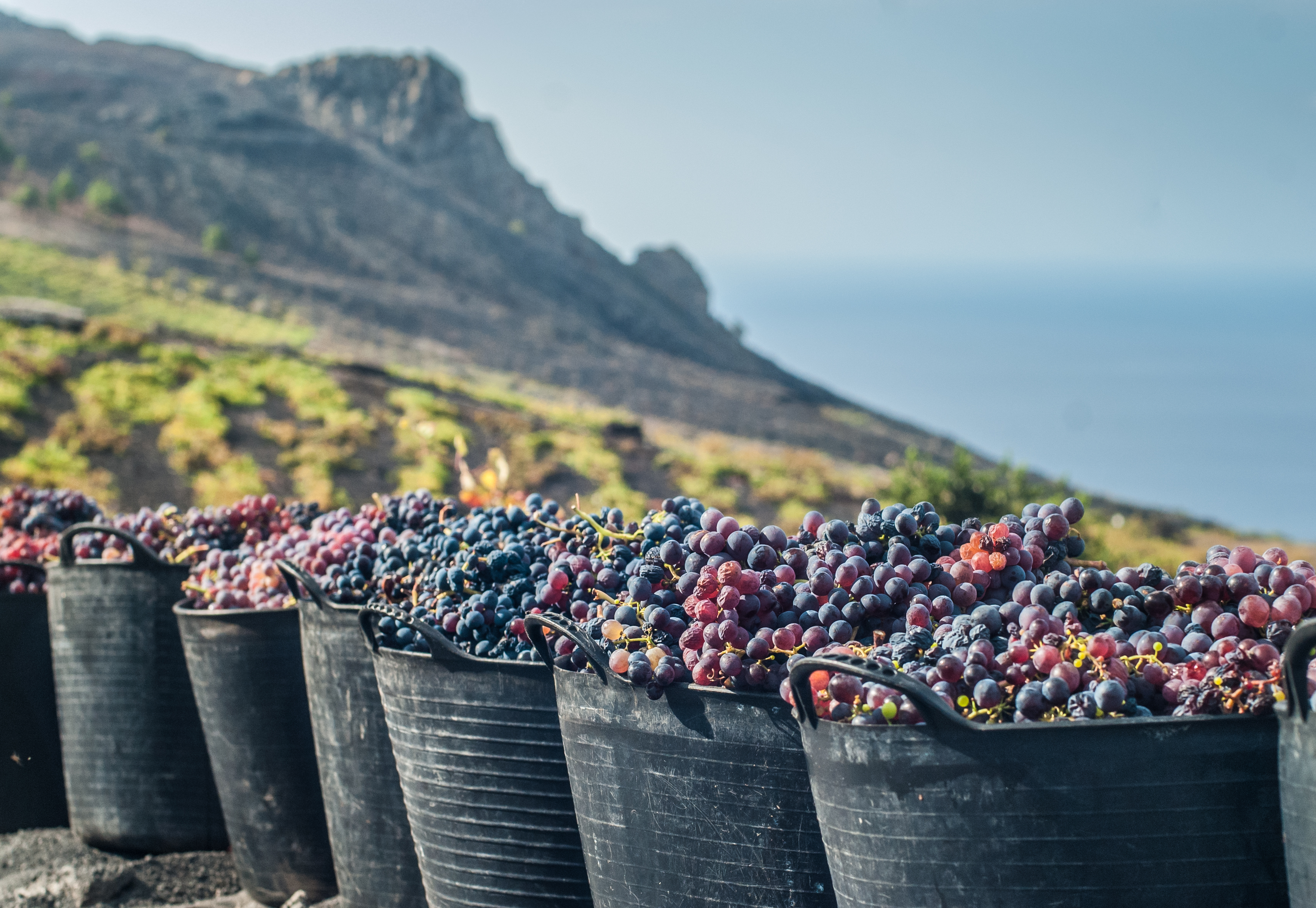 🍇Sabores únicos de La Palma🍇: la fascinante historia detrás del 🍷vino palmero